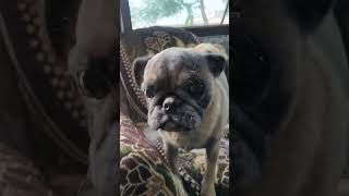 Malika cute pugfemale funny viralvideo pug doglover [upl. by Ahsyad]