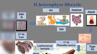 Heterophyes heterophyes dr noha madbouly [upl. by Oaoj]