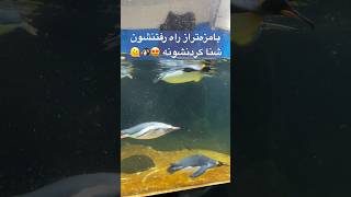 بامزه‌تر‌از راه رفتنشون شنا کر‌دنشونه 😍🐧🫠 penguins in Melbourne Australia Pingun [upl. by Xirtaeb]