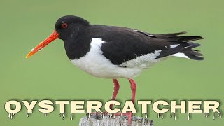 Eurasian oystercatcher sound oystercatcher call [upl. by Lamar]