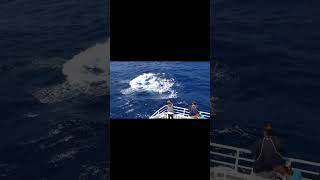 Breaching Killer Whale Orca in Bremer Bay Western Australia australia bremerbay whale orca [upl. by Ahtinak204]