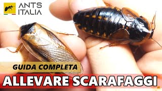 ALLEVARE Blaptica dubia  INSETTI DA PASTO [upl. by Acissehc]