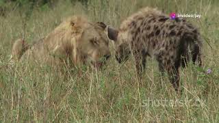 Lion vs Hyena Battle for the Throne [upl. by Concordia]