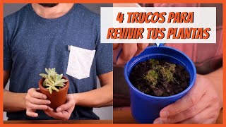 4 trucos para REVIVIR tus PLANTAS 🥀🌹 [upl. by Nedloh]