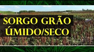 Sorgo granífero  TOB 60T  Projeto Integrari 56 [upl. by Singband994]