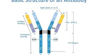 Antibody purification Methods [upl. by Akiraa]