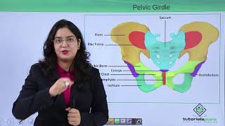 Class10th – Pelvic girdle  Locomotion and Movement Hindi  Tutorials Point [upl. by Atinar]