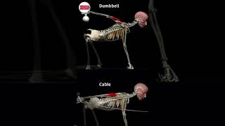 Triceps Kickback CABLE VS DUMBBELL [upl. by Dlanod1]