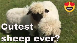 Swiss Valais Blacknose Sheep Worlds cutest sheep Moorparks Devon [upl. by Shifrah177]