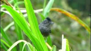 Lined Antshrike  Thamnophilus tenuepunctatus  Birding at Colombia [upl. by Htebasyle]