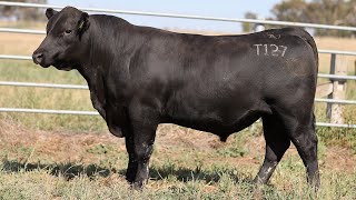 Lot 46 EVK22T127 Fernhill Angus 2024 [upl. by Ruomyes]