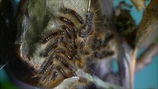 Browntail moth caterpillars on nest [upl. by Rudich169]