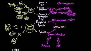 Control point summary and PFK2FBPase2 [upl. by Swartz]