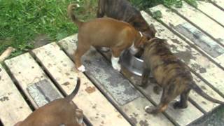 Boxer Puppies Playing with Mom amp Dad [upl. by Anaul]