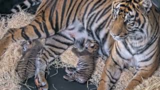 Adorable Sumatran tigers cubs born at San Diego Zoo Safari Park [upl. by Troth689]