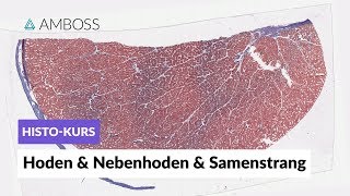 Histologie Hoden Nebenhoden und Samenstrang  Mikroskopische Anatomie  AMBOSS Video [upl. by Lowndes830]