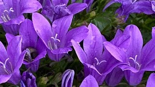 Campanula Star of Bethlehem In Blooms June 4 [upl. by Libyc]