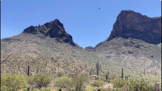 🌵Saguaro of the Day🌵 quotGillianquot Way Up On The Ridge 😬 at Picacho Peak State Park 🤠🌞🔥🦋🌵 [upl. by Ringsmuth]