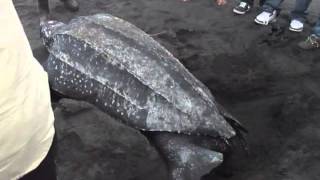 Leatherback Sea Turtle Nesting at Rosalie Bay Resort Dominica [upl. by Atiekahs]