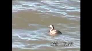 BuffleheadFirst film call fly swim wood mallard UI Geese [upl. by Ringe]