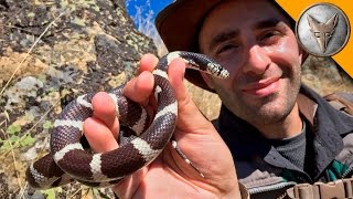 Kingsnake Eats Copperhead with timestamps in description [upl. by Fausta]