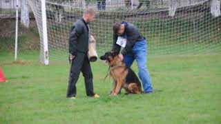 Campionat național Romania german shepherd CNCG Constanța 2016 V 6 Scooby vom haus Emy [upl. by Jt]