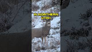 Today I’m Hunting Mule Deer in Northern Utah [upl. by Kampmeier965]