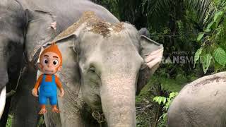 SI OTAN  KISAH SI GAJAH 261218 PART 1 [upl. by Attelrahs]