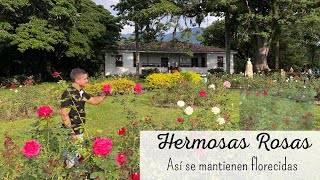 Descubre el increíble JARDÍN DE ROSAS de la Hacienda El Paraíso  cuidados de las ROSAS [upl. by Vasilis]