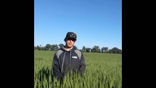 Luximax grower experience  Hamish Gaynor Alleena NSW [upl. by Zanahs984]