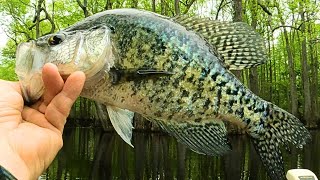 Shallow Summer Crappie fishing  and a few Bream [upl. by Leoni]