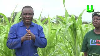 AYEKOO A VISIT TO OKATA FARMS AT CHINDERI [upl. by Klayman269]