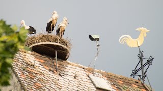 Bilder vom Storchennest Kirchzarten [upl. by Eiznyl273]