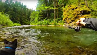 TROUT Fishing ULTRA Clear Creek We CATCH 3 Species Of TROUT [upl. by Yert]