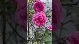 Rose blooms🌹 rosegarden cottagegarden roses floridaroses floridagardening zone10a flowers [upl. by Eiknarf]