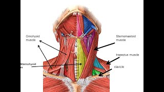 Infrahyoid Muscles [upl. by Rekyr]