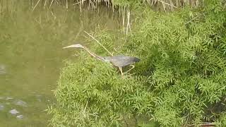 Ardea purpurea  Garza imperial  Purple Heron [upl. by Crean]