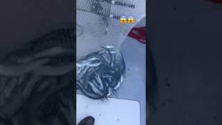 ballyhoo net full of bait thats how you do it fishing livebait [upl. by Crow]