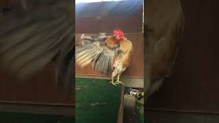 Amaraya ‘sBuff Serama seramachicken chicken bantamchicken serama shorts short viralvideo [upl. by Celesta]