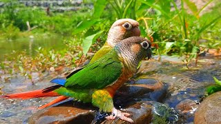 Green Cheek Conure very fun to play in the water  conure sounds [upl. by Avlem]