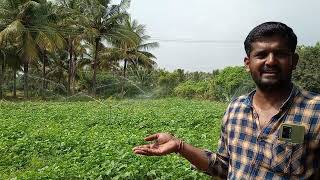 Micro Irrigation Sprinkler In Sivanmalai village Kangeyam Block Tiruppur Dt [upl. by Nylassej]