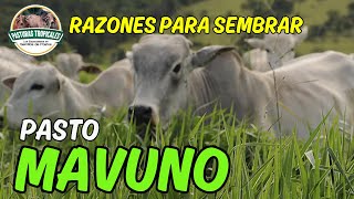 Razones para sembrar pasto Mavuno ganaderoscolombia ganaderiacolombiana [upl. by Gnirps]