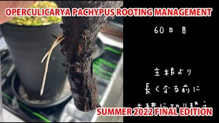 OPERCULICARYA PACHYPUS ROOTING MANAGEMENT SUMMER 2022 FINAL EDITION [upl. by Einnahc881]