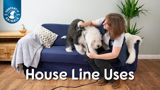 How to use a puppy training line or house line [upl. by Nabla]