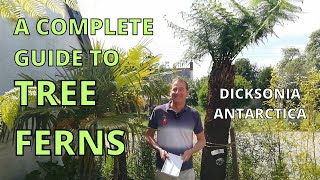 A Complete Guide to TREE FERNS  Dicksonia Antarctica [upl. by Chrystel]