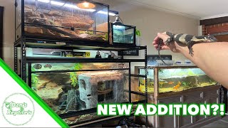 Reptile RoomUpdate April 2024 [upl. by Sylvie]