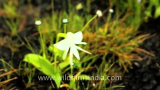 Eriocaulon sedgwickii and Habenaria rariflora in Kaas [upl. by Launamme]