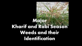 Major Kharif and Rabi Season Weeds [upl. by Nnaeirb388]