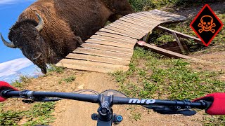 Average Dude Rides quotBuffalo Jumpquot in the Kicking Horse Bike Park [upl. by Naimerej882]