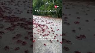 Millions of red crabs take over Australian island in annual spectacle [upl. by Gordon]